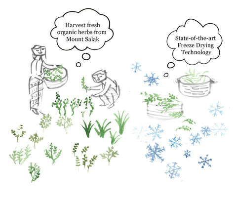 Organic Freeze Dried Herbs